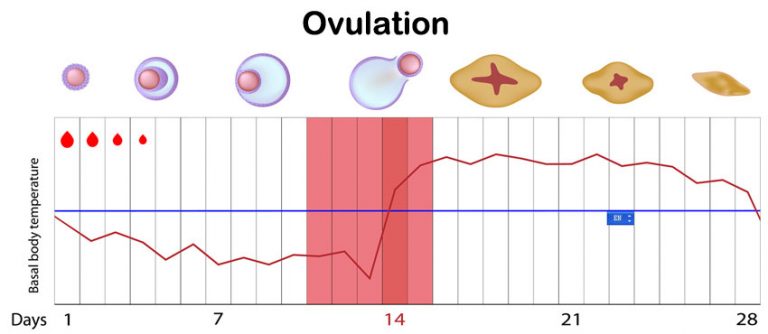 Ovulation Calculator Healthyton